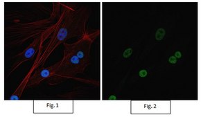 Anti-Sirt1 (Sir2) Antibody, Alexa Fluor™ 488 Conjugate from rabbit, ALEXA FLUOR™ 488