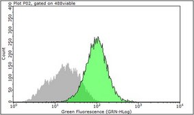 抗-整合素α5（不含防腐剂）抗体，克隆SNAKA51 clone SNAKA51, from mouse, purified by using protein G