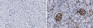 Anti-CD34 Antibody, clone 5C15 , ZooMAb® Rabbit Monoclonal recombinant, expressed in HEK 293 cells