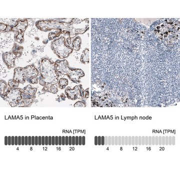 Monoclonal Anti-LAMA5 antibody produced in mouse Prestige Antibodies® Powered by Atlas Antibodies, clone CL3118, purified immunoglobulin, buffered aqueous glycerol solution