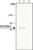 Monoclonal Anti-SUV39H1 Histone Methyltransferase antibody produced in mouse ~2 mg/mL, clone 44.1, purified immunoglobulin, buffered aqueous solution