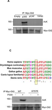 Anti-acetyl-Lysine Antibody serum, Upstate®