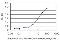 Monoclonal Anti-RORB antibody produced in mouse clone 4B4, purified immunoglobulin, buffered aqueous solution