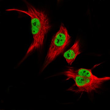 Monoclonal Anti-Klf2 Antibody Produced In Mouse Prestige Antibodies® Powered by Atlas Antibodies, clone CL14502, affinity isolated antibody, buffered aqueous glycerol solution