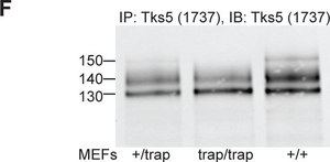 Anti-TKS5 (SH3 #4) Antibody from rabbit