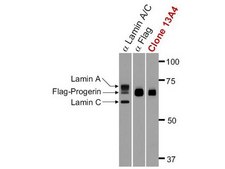 早老蛋白抗体，克隆13A4 clone 13A4, Upstate®, from mouse