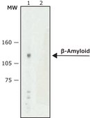 抗-β淀粉样蛋白抗体，小鼠单克隆 小鼠抗 clone NAB 228, purified from hybridoma cell culture