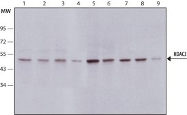 Anti-Histone Deacetylase 3 (HDAC3) antibody produced in rabbit IgG fraction of antiserum, buffered aqueous solution