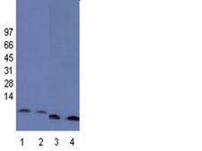 抗蛋白H4抗体，pan，克隆62-141-13，兔单克隆 clone 62-141-13, Upstate®, from rabbit