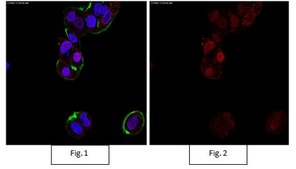 抗-Sox9抗体，Alexa Fluor™ 555偶联物 from rabbit, ALEXA FLUOR™ 555