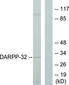 Anti-DARPP-32 antibody produced in rabbit affinity isolated antibody