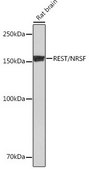 Anti-REST/NRSF antibody produced in rabbit