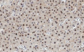 Anti-HNF-4alpha Antibody, clone 4C19 ZooMAb® Rabbit Monoclonal recombinant, expressed in HEK 293 cells