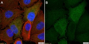 Anti-GCLC Antibody, clone 2H13 ZooMAb® Rabbit Monoclonal recombinant, expressed in HEK 293 cells