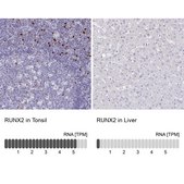 Anti-RUNX2 antibody produced in rabbit Prestige Antibodies® Powered by Atlas Antibodies, affinity isolated antibody, buffered aqueous glycerol solution