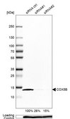 Anti-COX5B antibody produced in rabbit Prestige Antibodies® Powered by Atlas Antibodies, affinity isolated antibody, buffered aqueous glycerol solution
