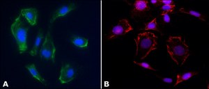 Monoclonal Anti-Caveolin-1 antibody produced in mouse clone CAV1, tissue culture supernatant