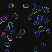 Anti-c-Met Antibody, clone seeMet 13 clone seeMet 13, from mouse