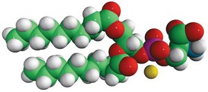 10:0 PS 1,2-didecanoyl-sn-glycero-3-phospho-L-serine (sodium salt), powder