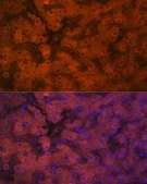 Anti-PON1 antibody produced in rabbit