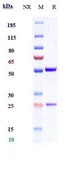 Anti-IFNg Reference Antibody