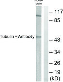 Anti-Tubulin γ, C-Terminal antibody produced in rabbit affinity isolated antibody