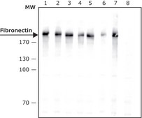 Anti-Fibronectin antibody, Mouse monoclonal clone FN-15, purified from hybridoma cell culture
