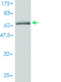 Monoclonal Anti-GNAI1 antibody produced in mouse clone 2B8-2A5, purified immunoglobulin, buffered aqueous solution