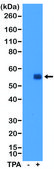Anti-c-Fos antibody, Rabbit monoclonal recombinant, expressed in HEK 293 cells, clone RM374, purified immunoglobulin