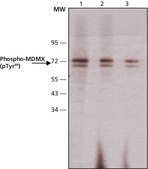 Monoclonal Anti-phospho-MDMX (pTyr99) antibody produced in mouse ~2 mg/mL, clone PH-MDMX-169, purified immunoglobulin, buffered aqueous solution