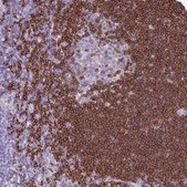 Anti-BANK1 antibody produced in rabbit Prestige Antibodies® Powered by Atlas Antibodies, affinity isolated antibody, buffered aqueous glycerol solution