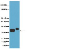 抗-突触小泡蛋白抗体，克隆SY38 clone SY38, Chemicon®, from mouse