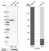 Anti-SLC3A2 antibody produced in rabbit Prestige Antibodies® Powered by Atlas Antibodies, affinity isolated antibody, buffered aqueous glycerol solution