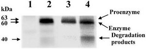 Anti-MMP-14 Antibody serum, Chemicon®