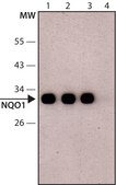 Anti-NQO1 (C-terminal) 兔抗 ~1 mg/mL, affinity isolated antibody, buffered aqueous solution