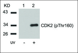 Anti-phospho-CDK2 (pThr160) antibody produced in rabbit affinity isolated antibody
