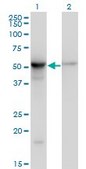 Monoclonal Anti-TUBB2A antibody produced in mouse clone 2B2, purified immunoglobulin, buffered aqueous solution