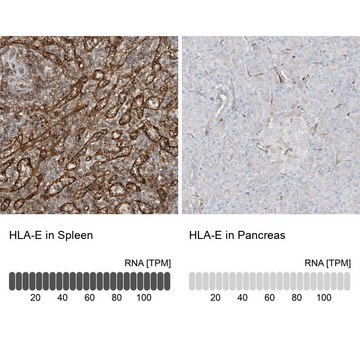 Anti-HLA-E antibody produced in rabbit Prestige Antibodies® Powered by Atlas Antibodies, affinity isolated antibody, buffered aqueous glycerol solution