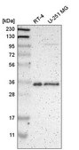 Anti-HNRNPA1 antibody produced in rabbit Prestige Antibodies® Powered by Atlas Antibodies, affinity isolated antibody