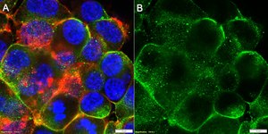 Anti-Neurexin-1 Antibody, clone 1J12 ZooMAb® Rabbit Monoclonal recombinant, expressed in HEK 293 cells