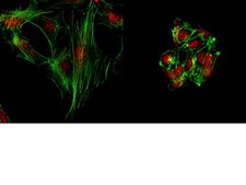 Anti-JMJD3 (NT) Antibody from rabbit