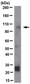 Anti-CSF-1R/CD115 Antibody clone FER216 clone FER216, from mouse