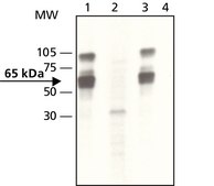 Anti-phospho-YAP1 (pTyr357) antibody produced in rabbit ~1.5 mg/mL, affinity isolated antibody, buffered aqueous solution