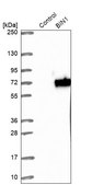 Anti-BIN1 antibody produced in rabbit Prestige Antibodies® Powered by Atlas Antibodies, affinity isolated antibody, buffered aqueous glycerol solution