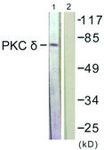 Anti-PKC δ antibody produced in rabbit affinity isolated antibody