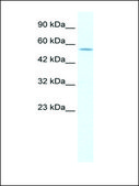 Anti-KCNA10 antibody produced in rabbit IgG fraction of antiserum