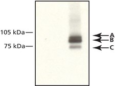 Anti-IFI-16 antibody, Mouse monoclonal ~1 mg/mL, clone IFI-230, purified from hybridoma cell culture