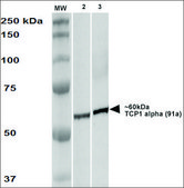 Monoclonal Anti-Tcp1-Alpha antibody produced in rat clone 91a, purified immunoglobulin