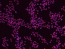 Proteus FISH probe - Cy3 Probe for fluorescence in situ hybridization (FISH),20 μM in water