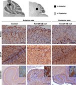 Anti-Nestin Antibody, clone rat-401 clone rat-401, Chemicon®, from mouse